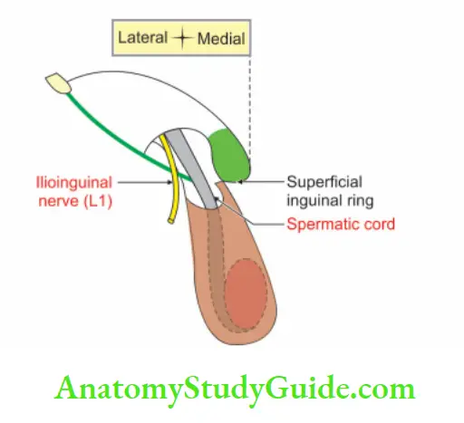 Anterior Abdominal Wall Contents of right inguinal canal in male