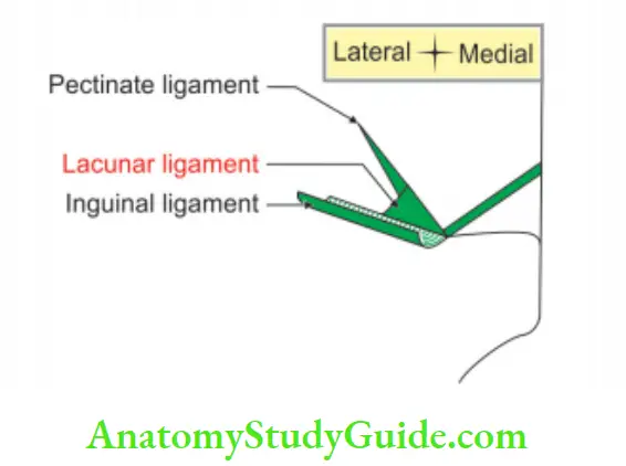 Anterior Abdominal Wall Lacunar ligament on right side