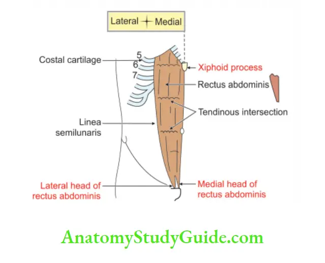 Anterior Abdominal Wall Rectus abdominis muscle and its attachments on right side