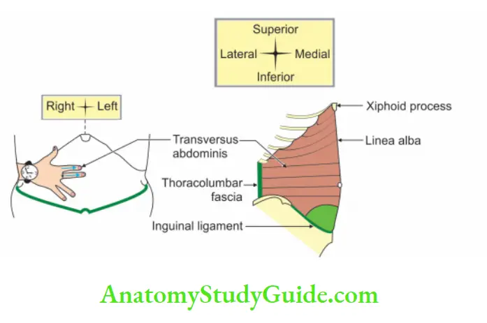 Anterior Abdominal Wall Right Transversus abdominis muscle