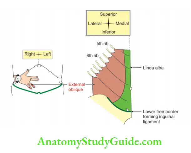 Anterior Abdominal Wall Right external oblique muscles of Anterior abdominal wall