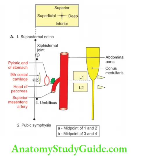 Anterior Abdominal Wall Transpyloric plane parasagittal section