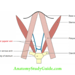 Anterior Triangle of the Neck Anterior jugular vein