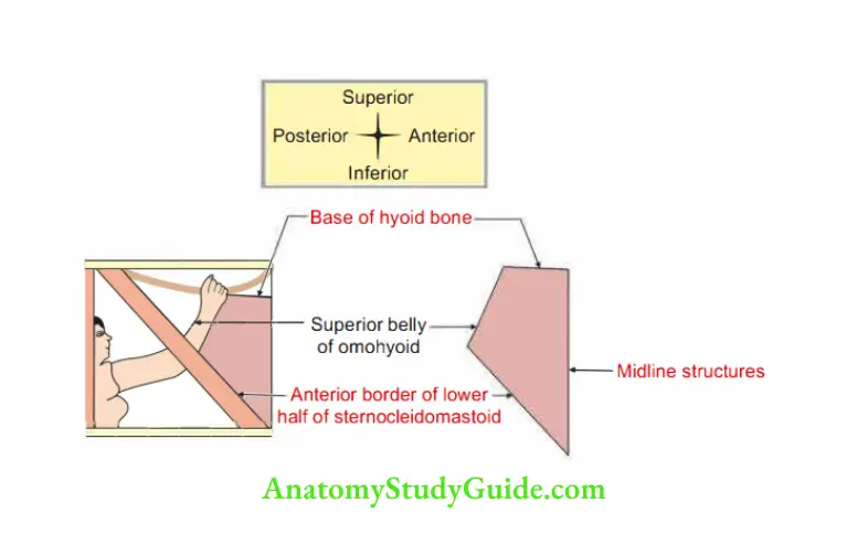 Anterior Triangle of the Neck Boundaries of muscular triangle