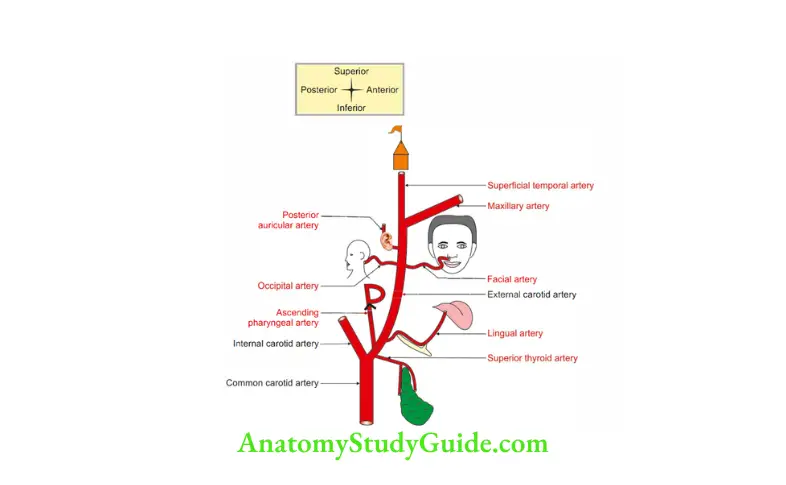 Anterior Triangle of the Neck Branches of external carotid artry