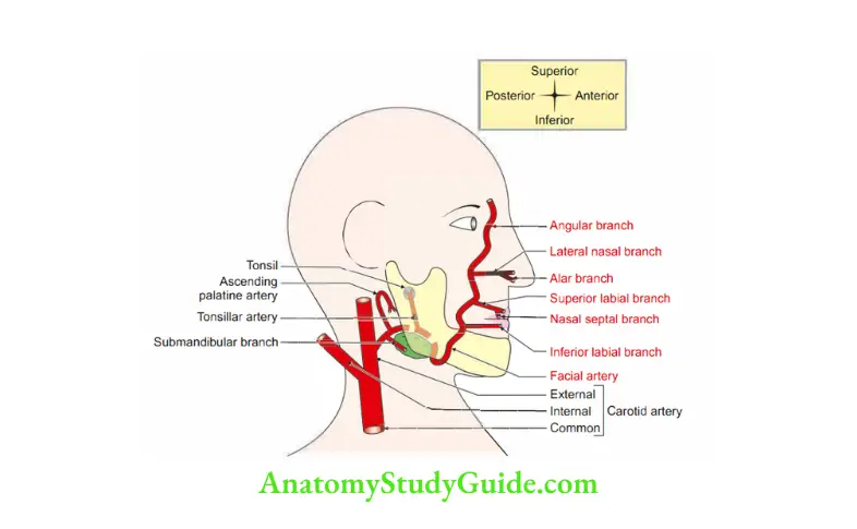 Anterior Triangle of the Neck Branches of facial artery