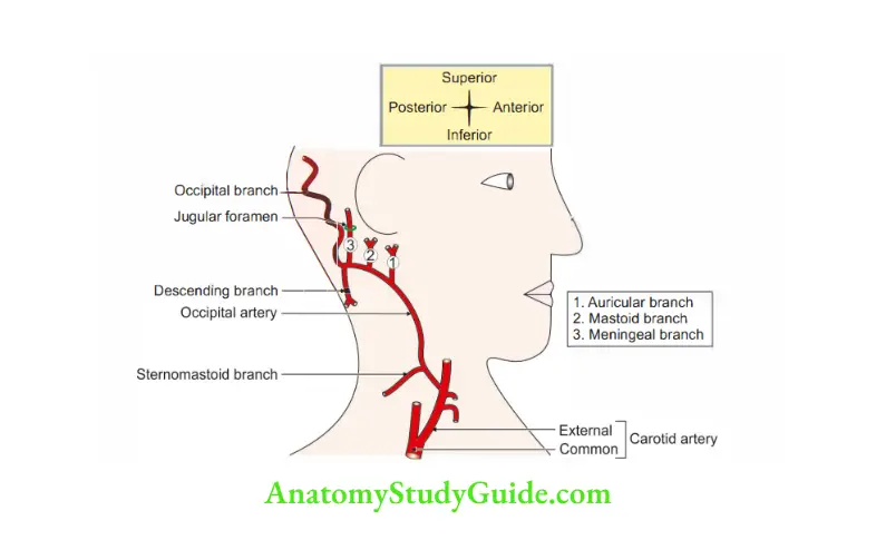Anterior Triangle of the Neck Branches of occipital artery