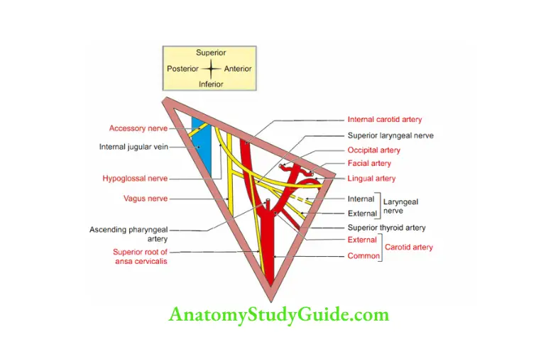 Anterior Triangle of the Neck Contents of right carotid triangle
