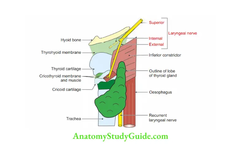 Anterior Triangle of the Neck Course, relations and branches of superior laryngeal nerve
