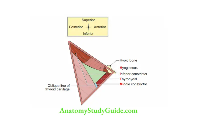 Anterior Triangle of the Neck Floor of right carotid triangle on right side-HIT Mi