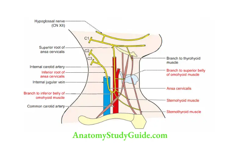 Anterior Triangle of the Neck Formation, relations and branches of ansa cervicalis