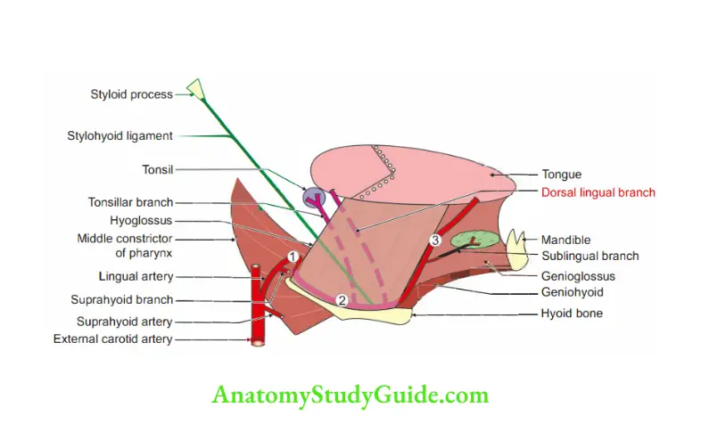 Anterior Triangle of the Neck Lingual artery and its branches