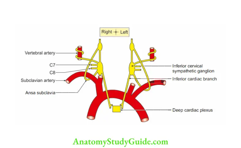 Appendix Branches of inferior cervical sympathetic ganglion