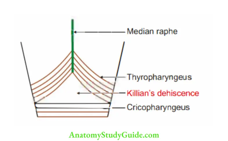 Appendix Killian's dehiscence