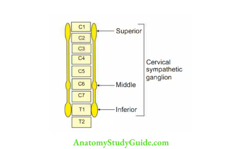 Appendix Position of inferior cervical sympathetic ganglion