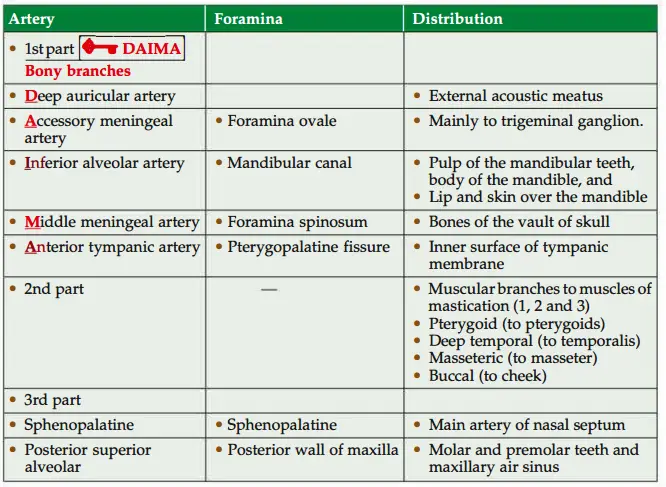 Artery, foramina and distribution