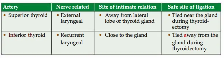Artries of thyroid gland and details of relations of nerves