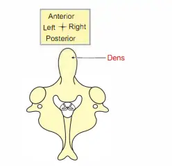 Axis vertebra