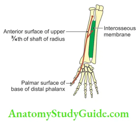 Bones Of The Upper Limb Anterior Surface Of Radius, Ulna, Carpals And Metacarapal Showing Attachments Of Flexor Policis Longus