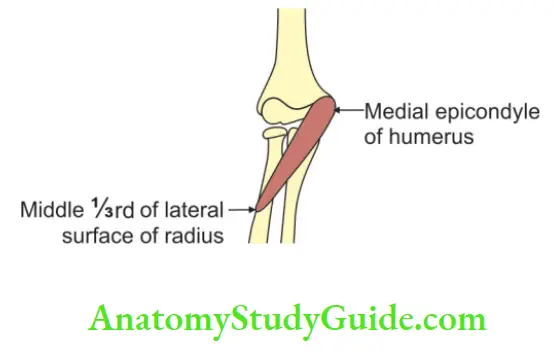 Bones Of The Upper Limb Humerus And Radius Showing Attachments Of Pronator Teres