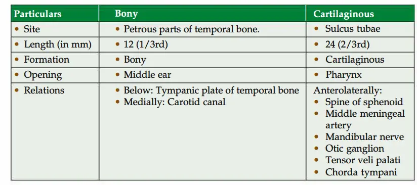 Bony and cartlaginous part of auditory tube