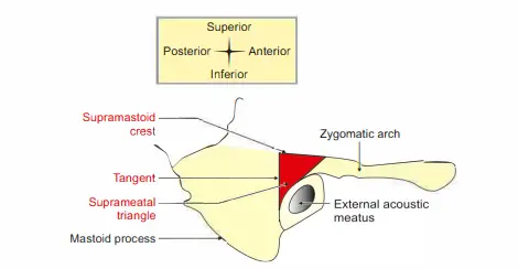 Boundaries of right suprameatal triangle