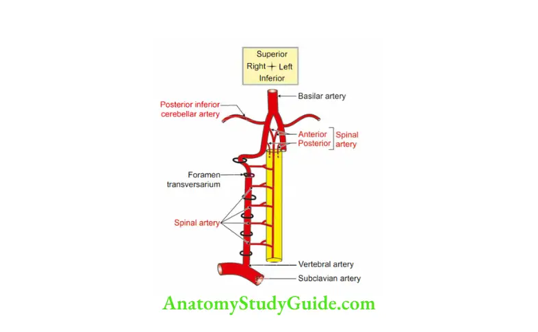 Prevertebral and Paravertebral Regions Branches of vertbral artery 