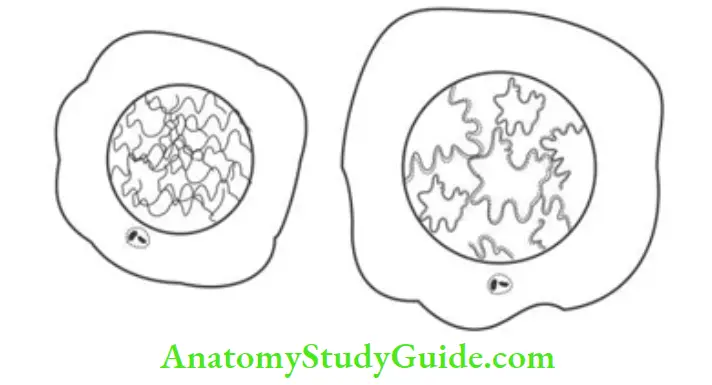 Cell division Interphase (A) Early interphase and ( B) Late interphase