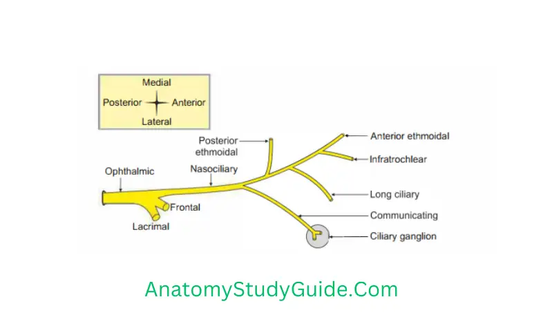 Contents of the Orbit Branches of nasociliary nerve