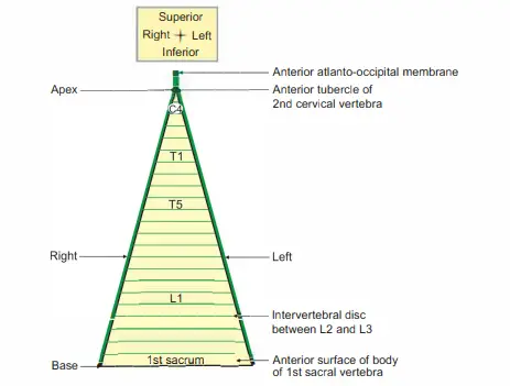 Coronal section of vertebral column to show the attachments of anterior longitudinal