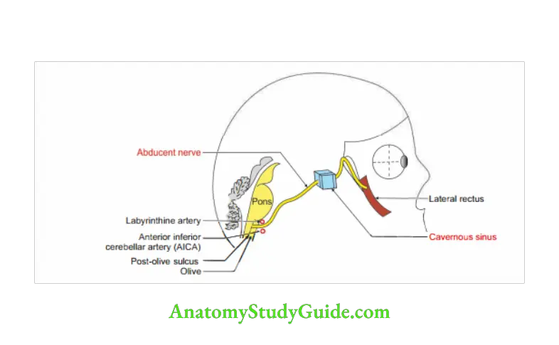 Cranial Cavity Course of abducent nerve