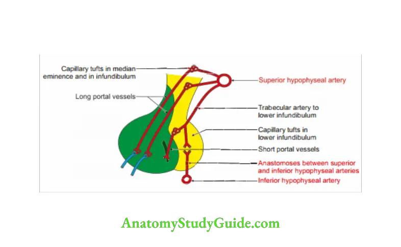 Cranial Cavity Arterial supply of the hypophysis cerebri