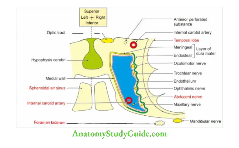 Cranial Cavity Boundaries and contents of the cavernous sinus
