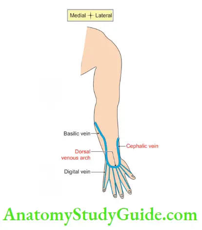 Cutaneous Nerves Superficial Veins And Lymphatic Drainage Upper Limb ...