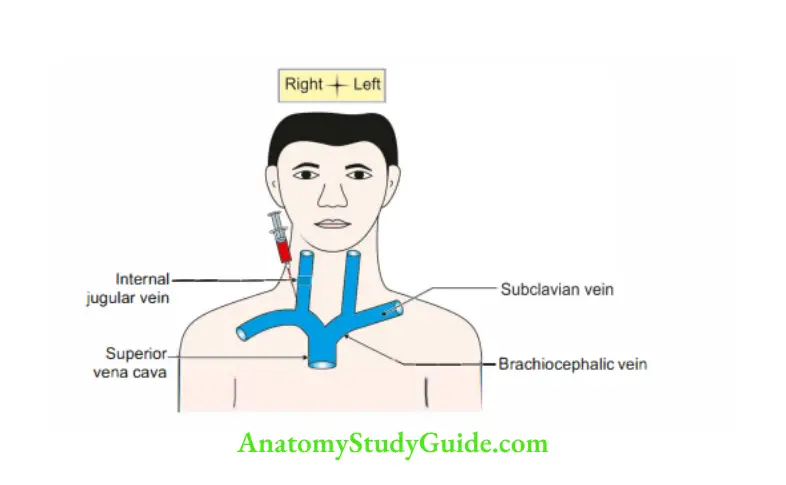 Deep Structure in the Neck Applied anatomy of internal jugular vein