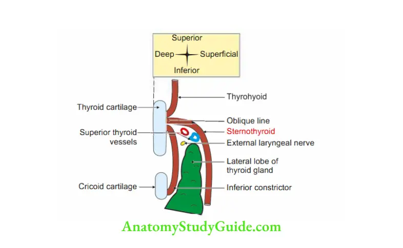 Deep Structure in the Neck Applied anatomy of thyroid gland