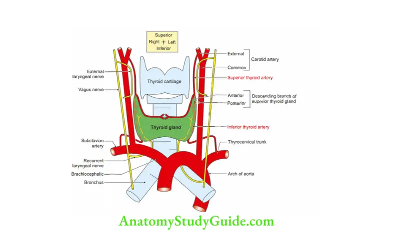 Deep Structure in the Neck Arterial supply of thyroid gland