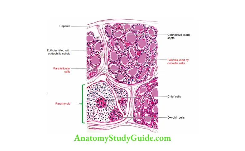 Deep Structure in the Neck Histology of thyroid and parathyroid glands