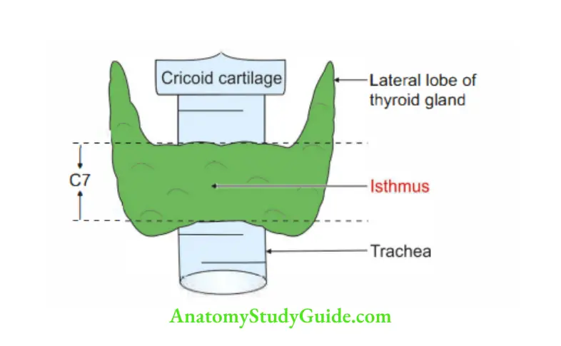 Deep Structure in the Neck Level of isthmus of thyroid gland