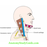Deep Structure in the Neck Levels of lymph nodes in neck