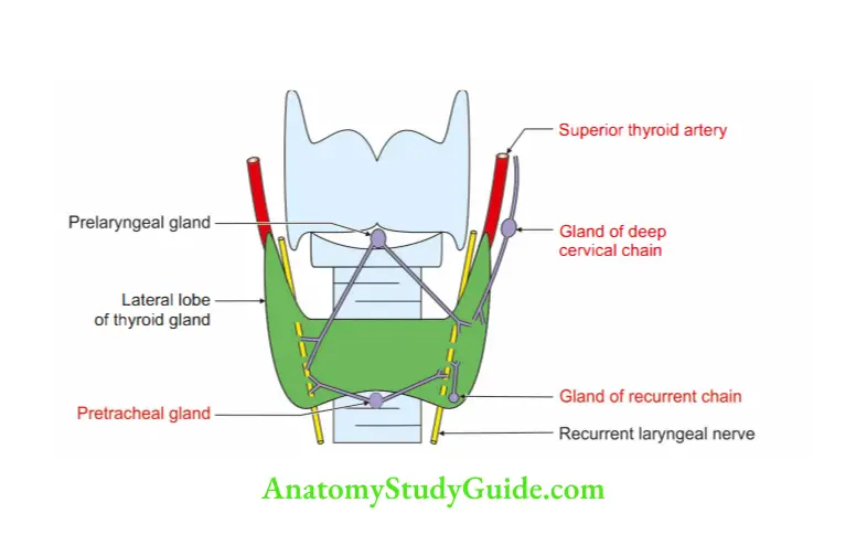 Deep Structure in the Neck Lymphatic drainage of thyroid gland