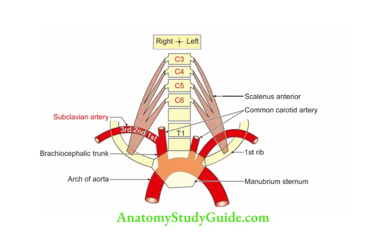 Deep Structure in the Neck Origin, course and termination of subclavian artry