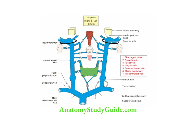Deep Structure in the Neck Origin, course, tributaries and termination of internal jugular vein