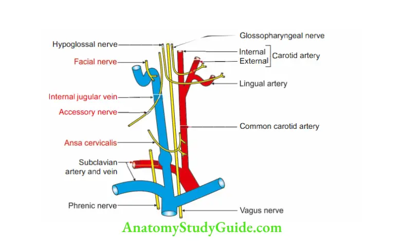 Deep Structure in the Neck Relations of nerves to right internal jugular vein