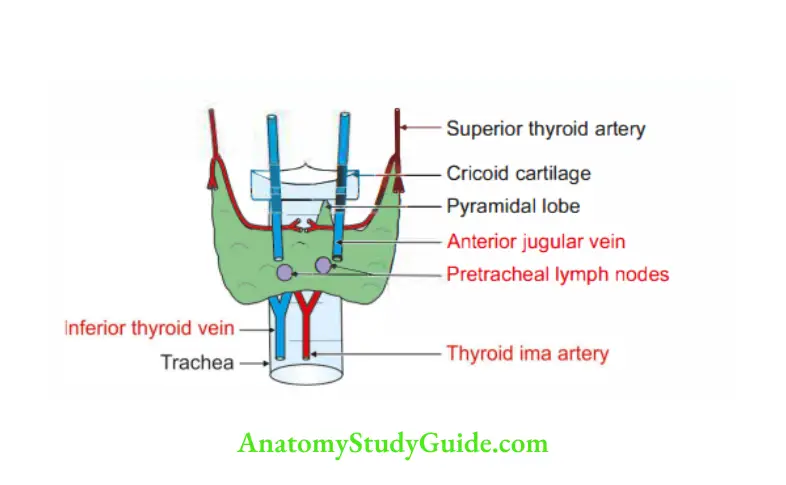 Deep Structure in the Neck Relations of structures at the isthmus of thyroid gland