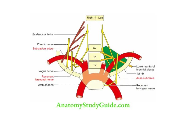 Deep Structure in the Neck Relations of subclavian artery