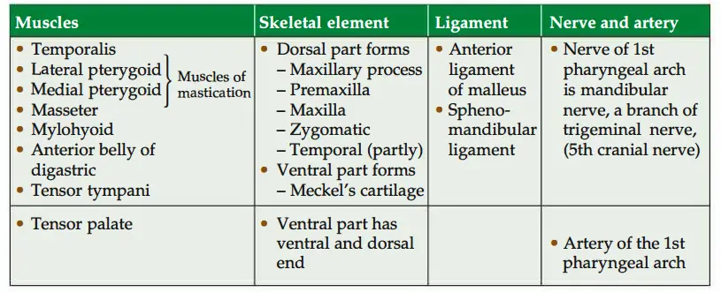 Derivatives of first pharyngeal arch
