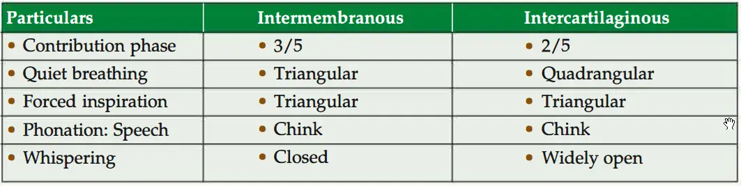Difference between intermembranous and intercartilaginous part of rima glottidis