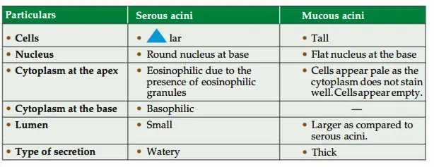 Difference between serous and mucus acini