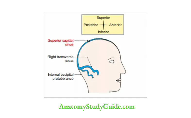 Extent and termination of superior sagittal sinus
